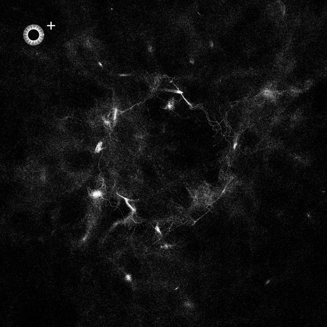 Originals+ – Loop Scope